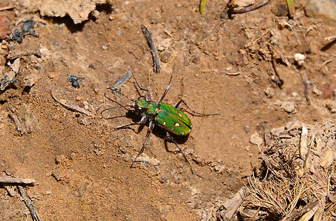 Green Tiger Beetle - Cicindela campestris Omalos Plateau, Crete.  Cicindela campestris,Geotagged,Greece,Green Tiger Beetle,Spring