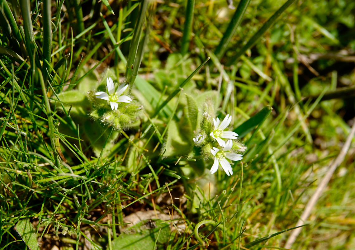Sticky mouse-ear chickweed - Cerastium glomeratum Omalos Plateau, Crete.  Cerastium glomeratum,Geotagged,Greece,Spring,Sticky mouse-ear chickweed