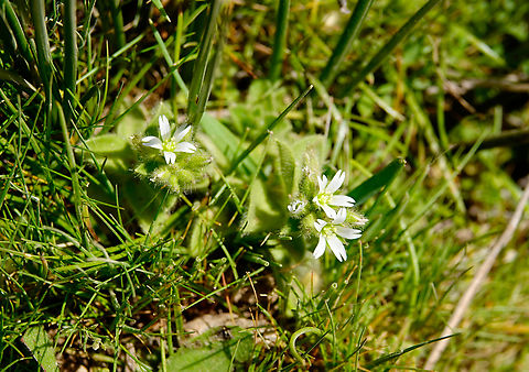 Sticky mouse-ear chickweed - Cerastium glomeratum Omalos Plateau, Crete.  Cerastium glomeratum,Geotagged,Greece,Spring,Sticky mouse-ear chickweed