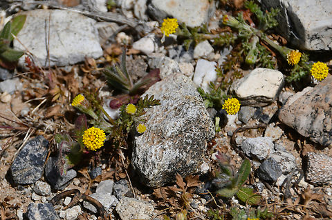 Rayless chamomile - Anthemis rigida Omalos Plateau, Crete.  Anthemis rigida,Geotagged,Greece,Rayless chamomile,Spring