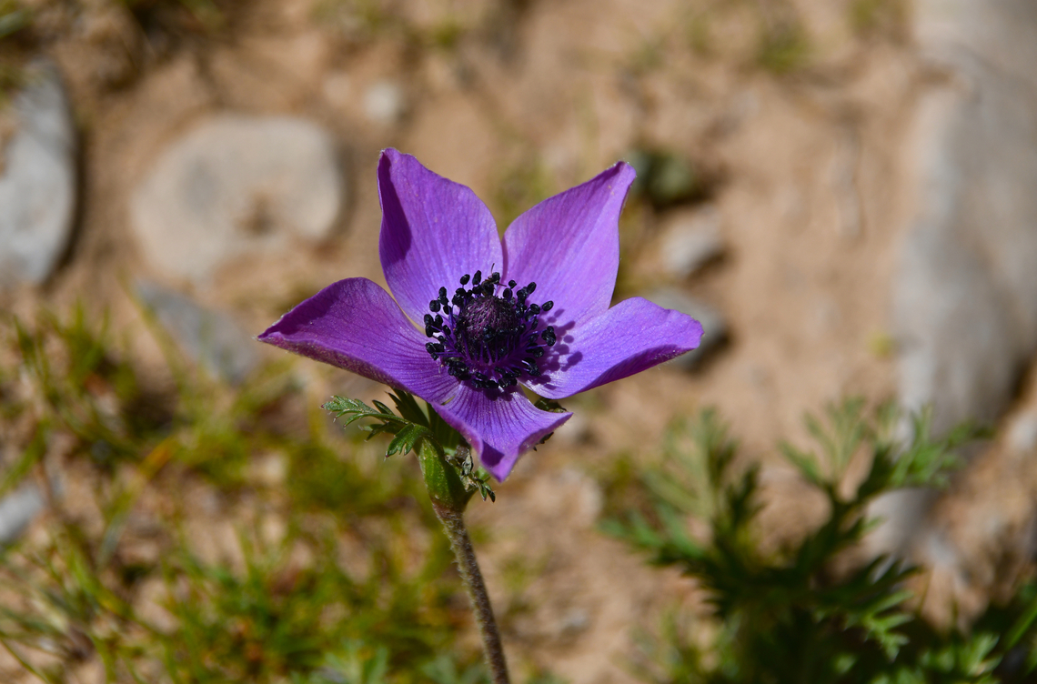 Poppy anemone - Anemone coronaria Omalos Plateau, Crete.  Anemone coronaria,Geotagged,Greece,Poppy anemone,Spring