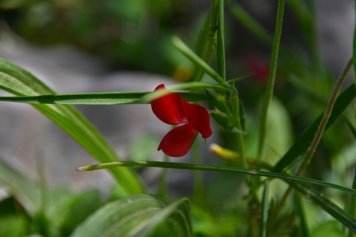 Lathyrus cicera Omalos Plateau, Crete.  Geotagged,Greece,Lathyrus cicera,Spring