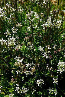 Mediterranean Hartwort - Tordylium apulum Omalos Plateau, Crete. Geotagged,Greece,Mediterranean Hartwort,Spring,Tordylium apulum