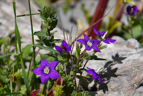 Large Venuss-looking-glass - Legousia speculum-veneris Omalos Plateau, Crete. Geotagged,Greece,Large Venuss-looking-glass,Legousia speculum-veneris,Spring