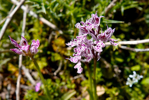 Three-toothed orchid - Neotinea tridentata Omalos Plateau, Crete. Geotagged,Greece,Neotinea tridentata,Spring,Three-toothed orchid