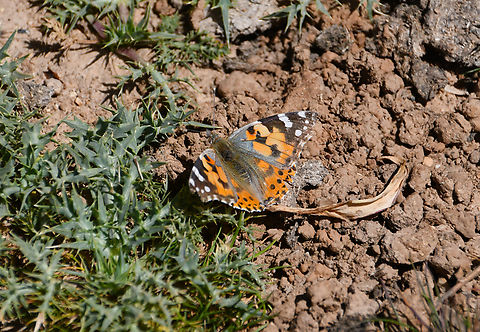 Painted Lady - Vanessa cardui Omalos Plateau, Crete. Geotagged,Greece,Painted Lady,Spring,Vanessa cardui