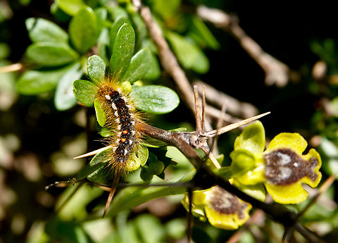 Brown-tail moth - Euproctis chrysorrhoea Omalos Plateau, Crete. Brown-tail,Euproctis chrysorrhoea,Geotagged,Greece,Spring