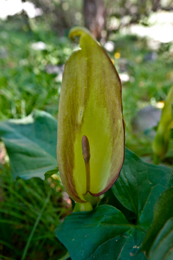 Arum sp I am doubting between this being Arum idaeum or Arum alpinum. As I am not sure which one is I leave it unidentified.<br />
Omalos Plateau, Crete. Arum,Geotagged,Greece,Spring