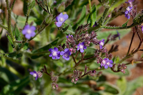 Anchusa italica Nea Kria Vrisi, Crete.  Anchusa azurea,Geotagged,Greece,Spring