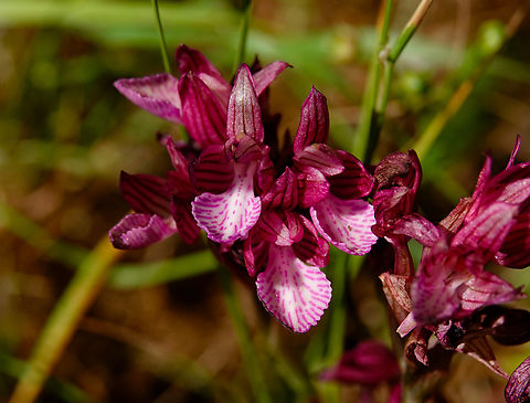 Pink-butterfly Orchid - Anacamptis papilionacea Nea Kria Vrisi, Crete.  Anacamptis papilionacea,Geotagged,Greece,Pink-butterfly Orchid,Spring