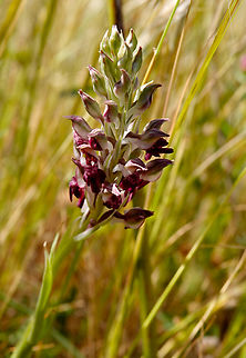 Anacamptis fragrans Nea Kria Vrisi, Crete.  Anacamptis coriophora,Geotagged,Greece,Spring