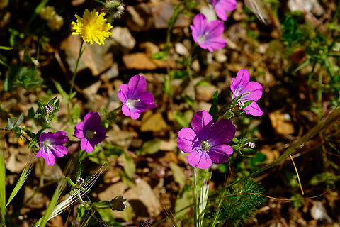 Legousia pentagonia Nea Kria Vrisi, Crete.  Geotagged,Greece,Legousia pentagonia,Spring