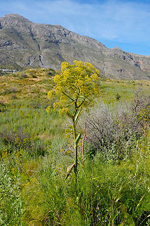 Giant fennel - Ferula communis Nea Kria Vrisi, Crete.  Ferula communis,Geotagged,Giant fennel,Greece,Spring