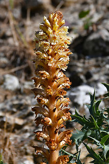 Amethyst broomrape - Orobanche amethystea Nea Kria Vrisi, Crete.  Amethyst broomrape,Geotagged,Greece,Orobanche amethystea,Spring