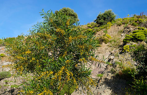 Coojong - Acacia saligna Nea Kria Vrisi, Crete.  Acacia saligna,Coojong,Geotagged,Greece,Spring