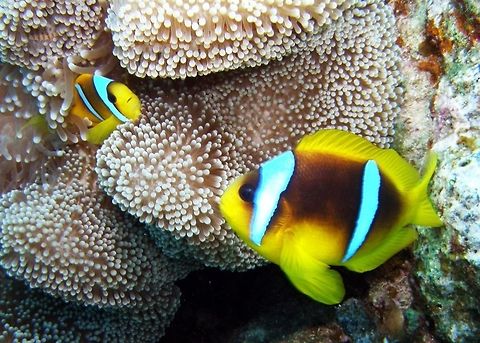 Red Sea clownfish  Amphiprion bicinctus,Egypt,Geotagged,Red Sea clownfish
