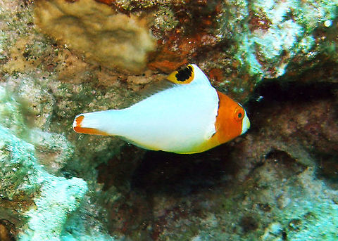 Bicolour Parrotfish Juvenile OLYMPUS DIGITAL CAMERA          Cetoscarus bicolor,Egypt,Fall,Geotagged