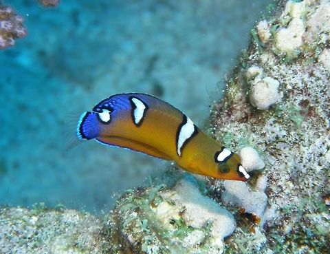 Queen coris juvenile Seen in Hamata, Egypt, Red Sea. Coris formosa,Queen coris