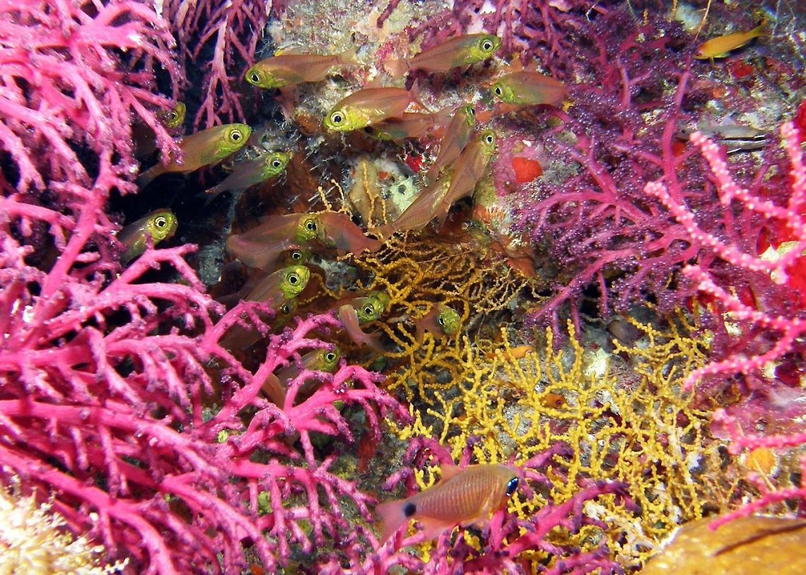 Glass Fish Spotted in Shaab Mohammad.<br />
Hamata, Egypt. Egypt,Geotagged,Parapriacanthus ransonneti,Pigmy sweeper,glass fish