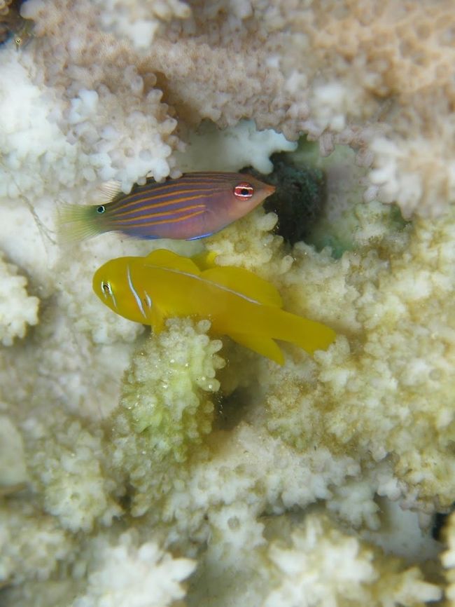 Citron Goby & Six-Line Wrasse The yellow one is the citron goby and the other is a Six-Line Wrasse,  Pseudocheilinus hexataenia.<br />
Hamata, Egypt. Egypt,Geotagged,Gobiodon Citrinus,Gobiodon citrinus,Pseudocheilinus hexataenia