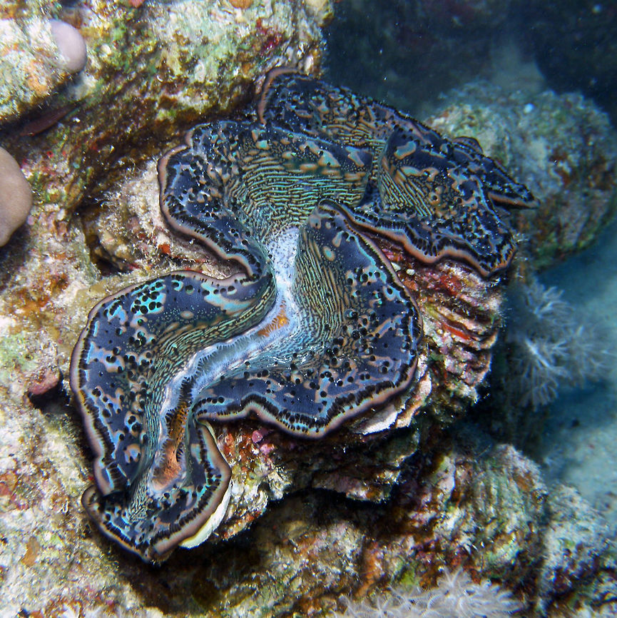 Giant Clam Seen in Abu Galawa Kebir.<br />
Hamata, Egypt.          Egypt,Fall,Geotagged,Giant clam,Maxima clam,Tridacna (Tridacna) gigas,Tridacna maxima