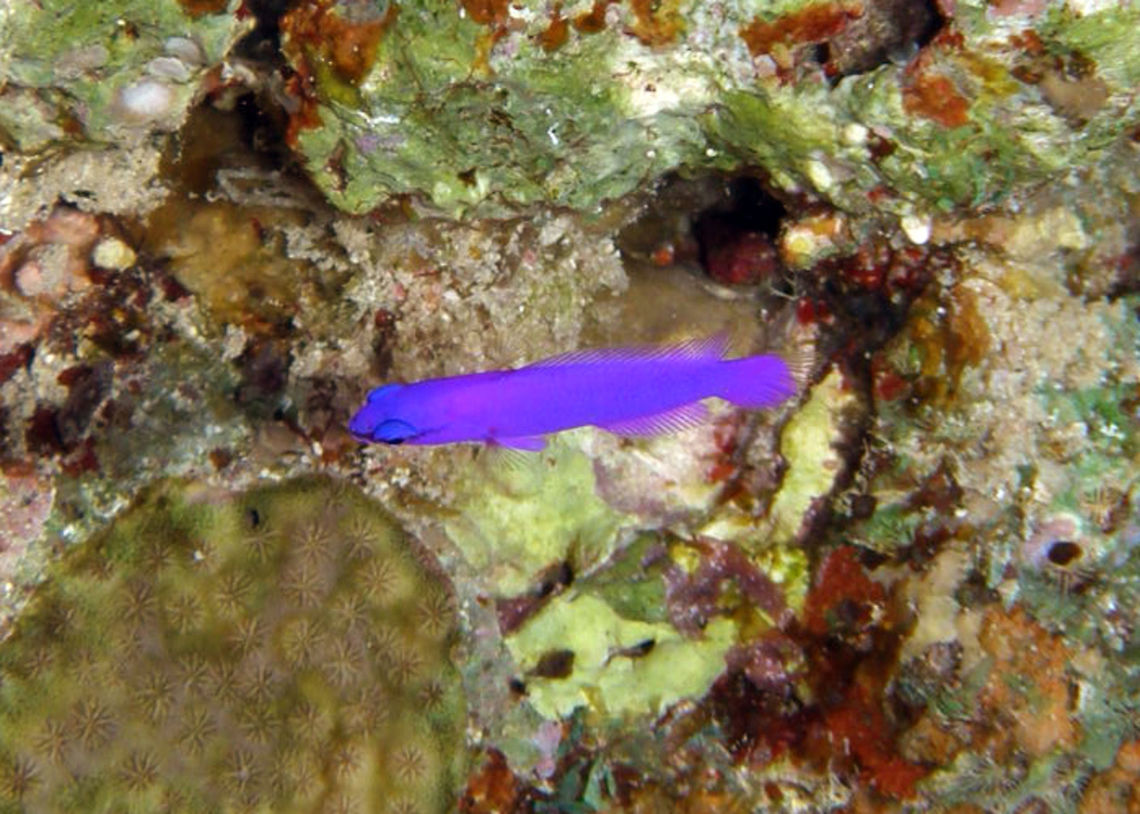 Orchid Dottyback Spotted in Abu Galawa Kebir, Hamata, Egypt       Egypt,Fall,Geotagged,Pseudochromis fridmani