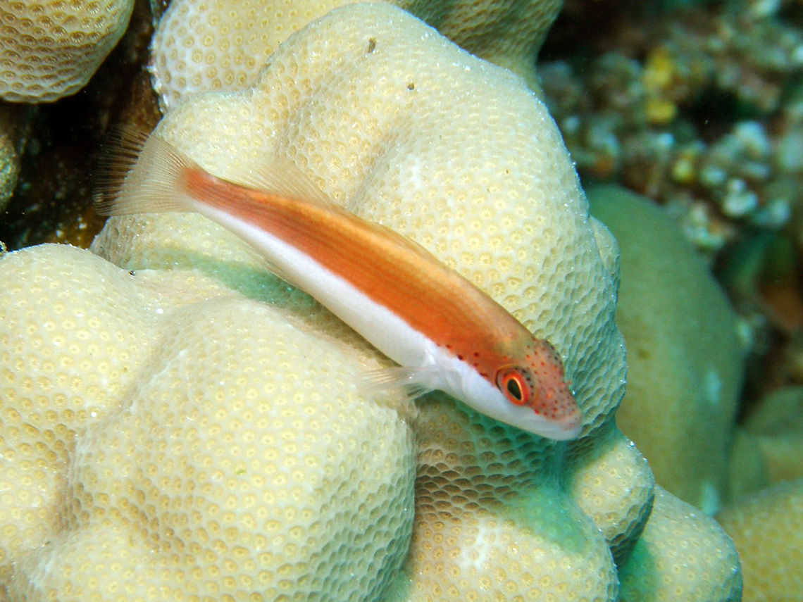 Freckled Hawkfish- Paracirrhites forsteri juvenile Spotted in Abu Galawa Kebir, Hamata, Egypt (2009).  <br />
It is the juvenile form of the freckled hawkfish. Egypt,Fall,Geotagged,Paracirrhites forsteri