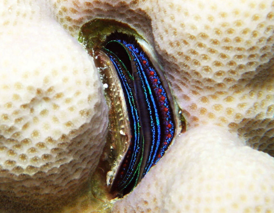 Blue-lipped Coral Oyster- Pedum spondyloideum Spotted in Abu Galawa Kebir, Hamata, Egypt      Blue-lipped Coral Oyster,Egypt,Fall,Geotagged,Pedum spondyloideum