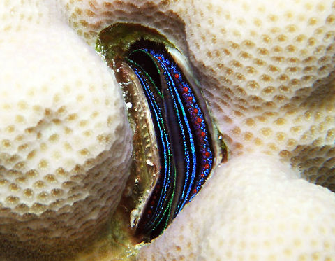 Blue-lipped Coral Oyster- Pedum spondyloideum Spotted in Abu Galawa Kebir, Hamata, Egypt      Blue-lipped Coral Oyster,Egypt,Fall,Geotagged,Pedum spondyloideum