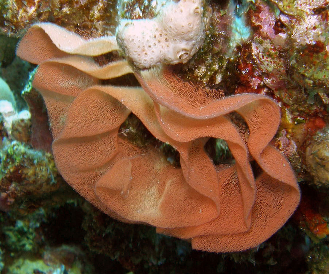 Spanish Dancer Nudibranch Eggs Abu Galawa Kebir, Coral Lagoon.<br />
Hamata, Egypt.  Egypt,Fall,Geotagged,Hexabranchus sanguineus,Spanish dancer,nudibranch eggs