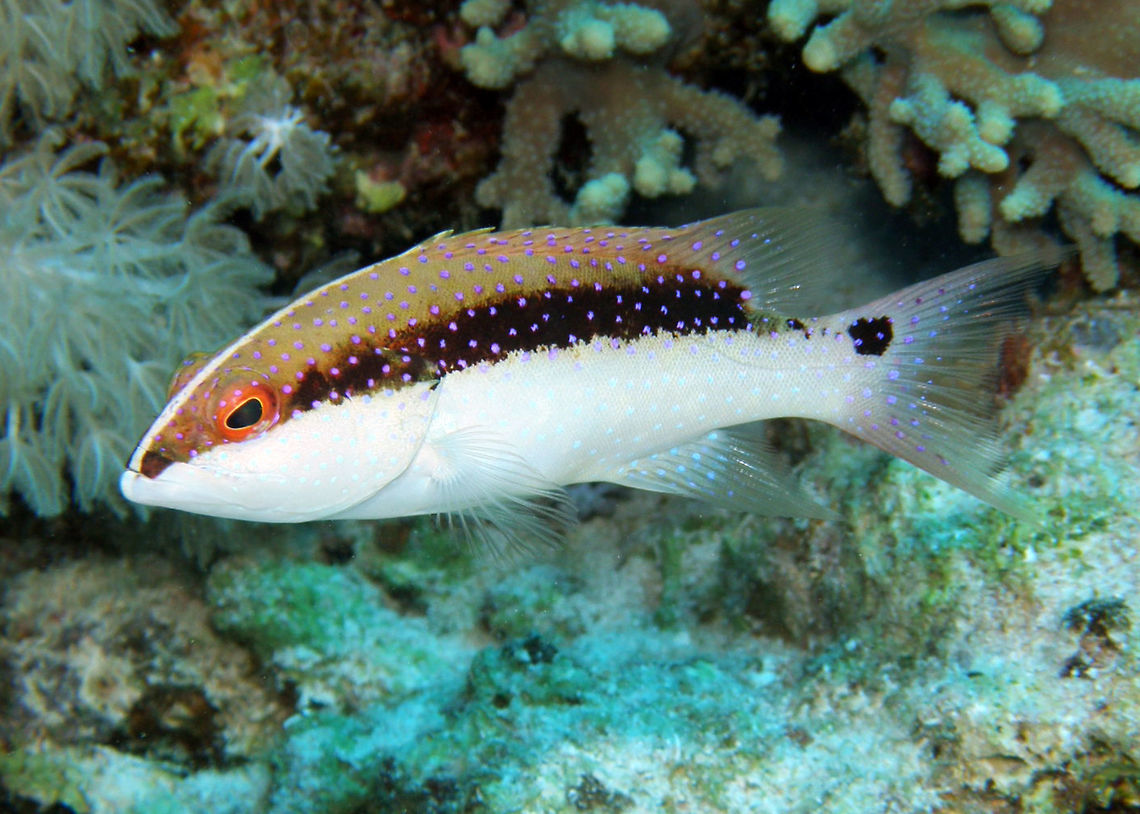 Lyre-tail cod (juvenile) - Variola louti Seen in Abu Galawa Soraya.<br />
Hamata, Egypt. Egypt,Fall,Geotagged,Lyre-tail cod,Variola louti