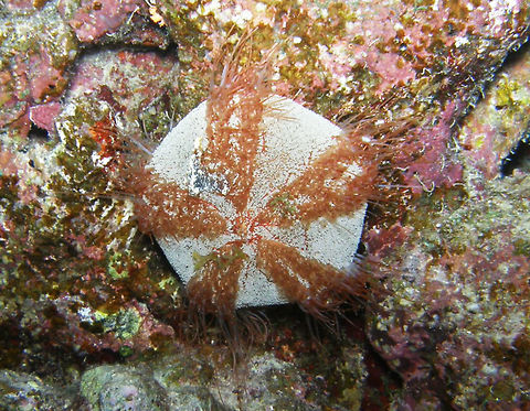 Collector Sea Urchin Night dive in House Reef, H. Zabargat.
Hamata, Egypt.      Collector urchin,Egypt,Fall,Geotagged,Tripneustes gratilla
