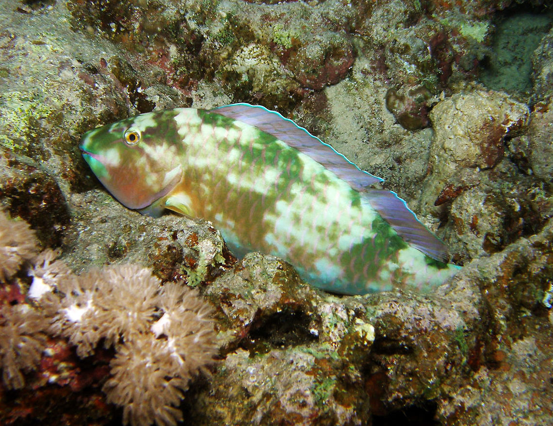 Parrotfish Night dive in House Reef, Zabargat H.<br />
Hamata, Egypt       Egypt,Fall,Geotagged,Hipposcarus harid