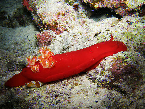 Spanish Dancer Nudibranch - Hexobranchus sanguineus Spotted during a night dive in House Reef, H. Zabargat.
Hamata, Egypt. Egypt,Fall,Geotagged,Hexabranchus sanguineus,Spanish Dancer,Spanish dancer,nudibranch
