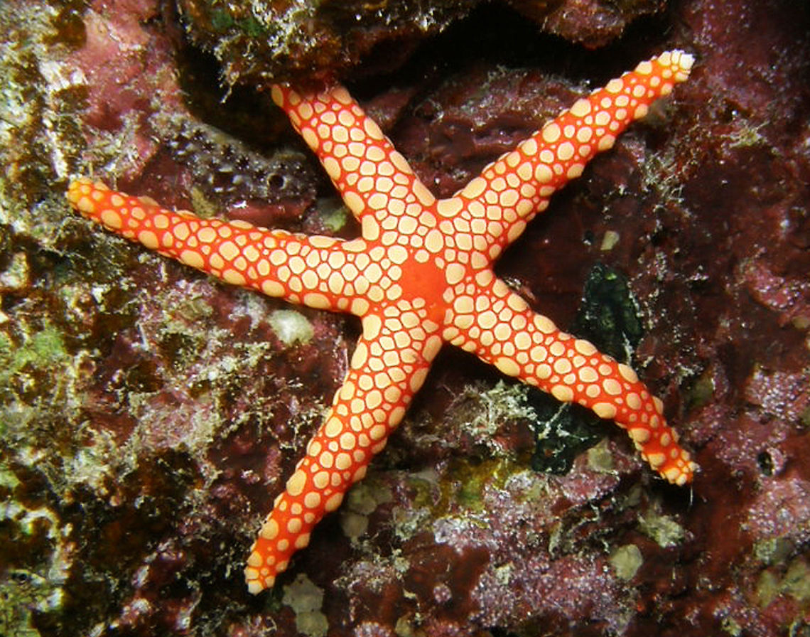 Pearl Sea Star Spotted during a night dive in House Reef, H. Zabargat.<br />
Hamata, Egypt.    Egypt,Fall,Fromia monilis,Geotagged