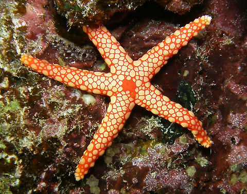 Pearl Sea Star Spotted during a night dive in House Reef, H. Zabargat.
Hamata, Egypt.    Egypt,Fall,Fromia monilis,Geotagged