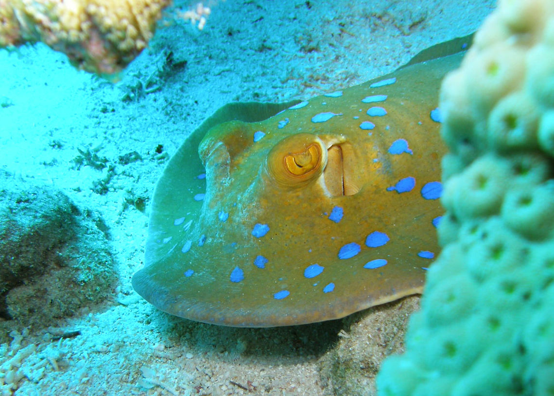 Blue Spotted Stingray Spotted in Shaab, Hamam.<br />
Hamata, Egypt.     Egypt,Fall,Geotagged,Taeniura lymma,bluespotted ribbontail ray
