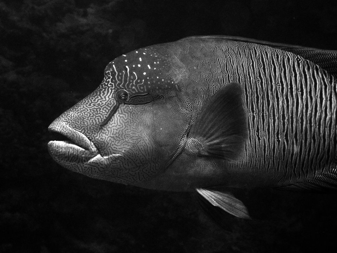 Napoleon Wrasse Spotted in Shaab Malahi.<br />
Hamata, Egypt. Cheilinus undulatus,Egypt,Fall,Geotagged,Humphead wrasse