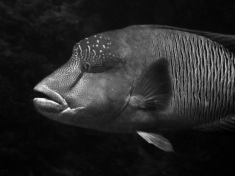 Napoleon Wrasse Spotted in Shaab Malahi.
Hamata, Egypt. Cheilinus undulatus,Egypt,Fall,Geotagged,Humphead wrasse