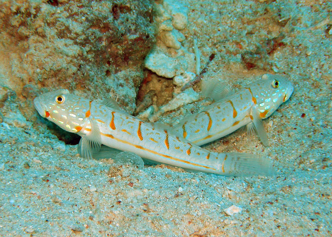 Orange-spotted sleeper-goby OLYMPUS DIGITAL CAMERA          Egypt,Fall,Geotagged,Valenciennea puellaris