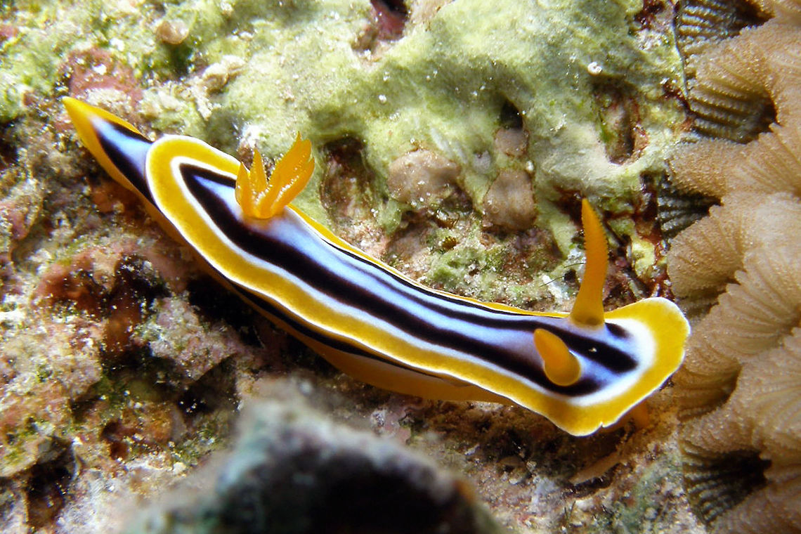 Gorgeous Nudibranch Spottedin Shaab Said.<br />
Hamata, Egypt       Chromodoris quadricolor,Egypt,Fall,Geotagged