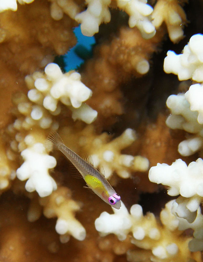 Red Eyed Goby Spotted in Shhab Said.<br />
Hamata, Egypt. Bryaninops natans,Egypt,Fall,Geotagged