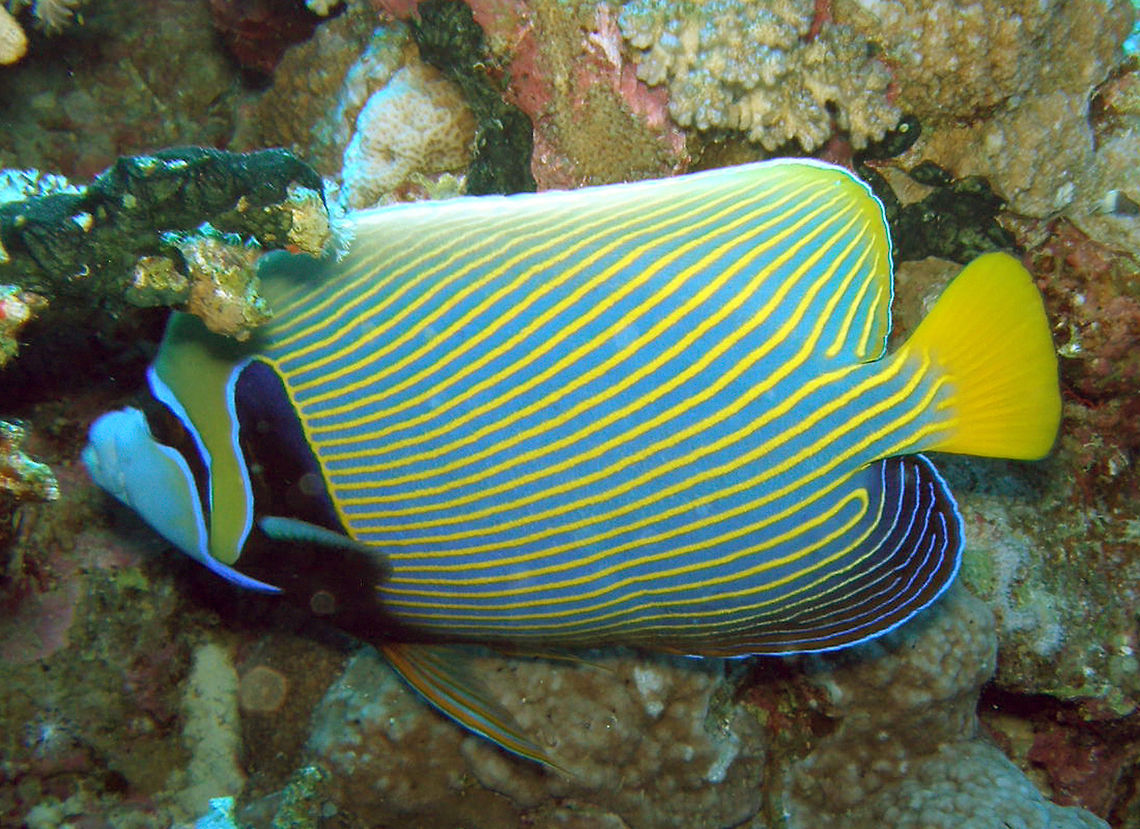 Emperor angelfish Spotted in Shaab Saib.<br />
Hamata, Egypt. Egypt,Emperor angelfish,Fall,Geotagged,Pomacanthus imperator