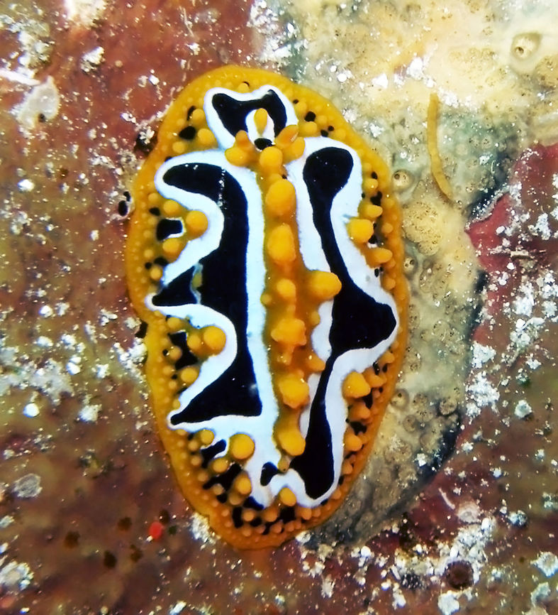 Ocellated Wart Slug Spotted in Sharm-El-Sheikh     <br />
<a href="http://www.seaslugforum.net/find/phylocel" rel="nofollow">http://www.seaslugforum.net/find/phylocel</a>   Egypt,Geotagged,Phyllidia ocellata,Phyllidia undula,Spring