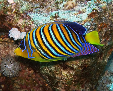Royal/Regal Angelfish Spotted in Sharm-El-Sheikh, Egypt.      Egypt,Geotagged,Pygoplites diacanthus,Royal angelfish,Spring
