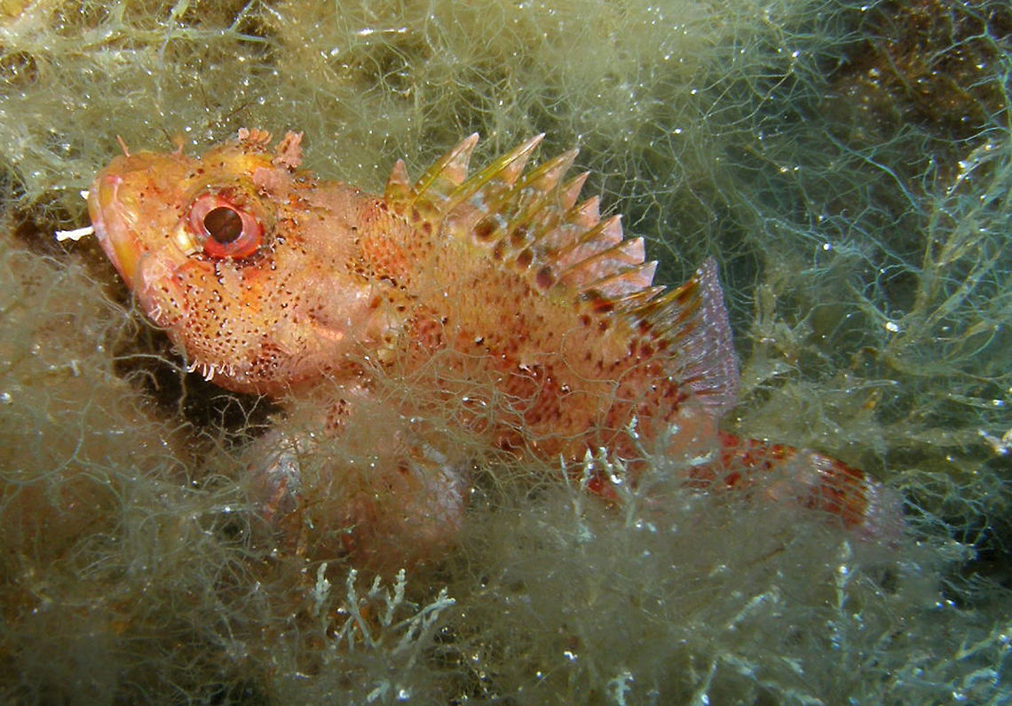 Small red scorpionfish - Scorpaena notata Spotted in Ustica, Italy. Geotagged,Italy,Red scorpionfish,Scorpaena notata,Small red scorpionfish,Spring,scorpionfish