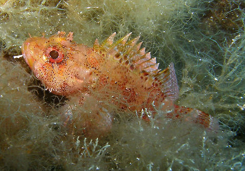 Small red scorpionfish - Scorpaena notata Spotted in Ustica, Italy. Geotagged,Italy,Red scorpionfish,Scorpaena notata,Small red scorpionfish,Spring,scorpionfish