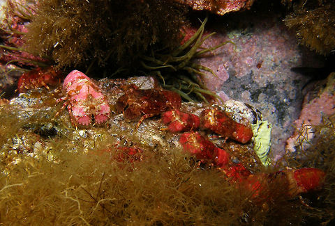 Slipper Lobster Juveniles These lobsters get much bigger. These were babies. 
Ustica, Italy.       Geotagged,Italy,Scyllarus pygmaeus,Spring