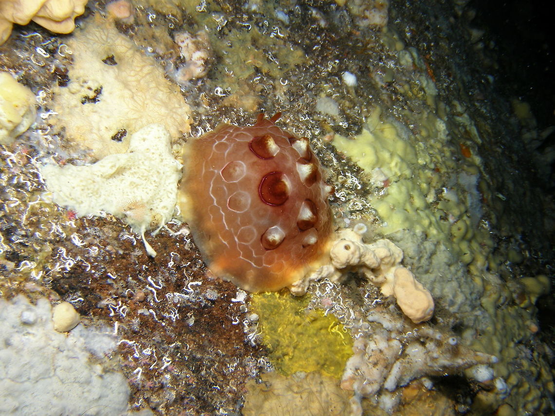 Pleurobranco testuggine - Pleurobranchus testudinarius It is a warty pleurobranch of redish color, around 7 cm long. It was in an underwater cave at wound 40 m depth.<br />
 Geotagged,Italy,Pleurobranchus testudinarius,Spring,pleurobranchus