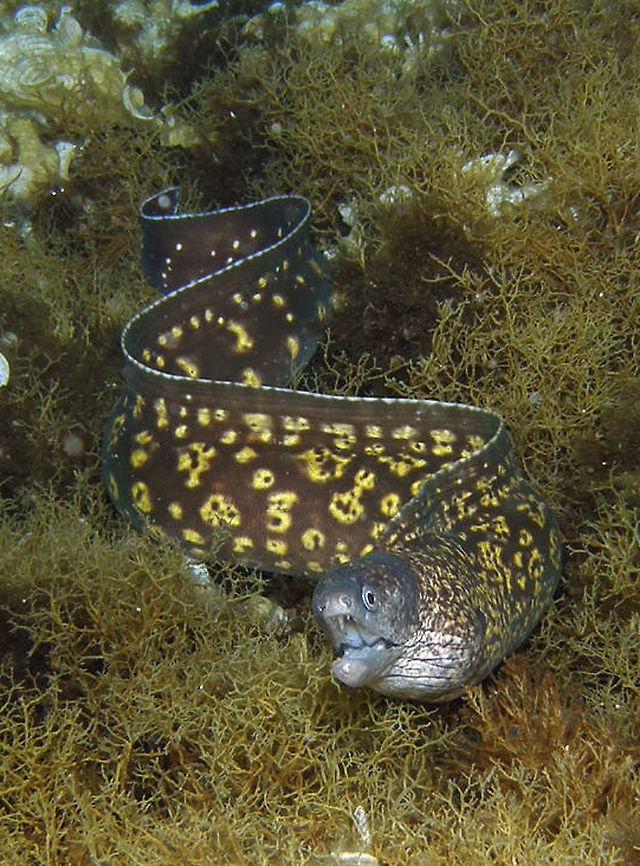 Mediterranean moray This individual was- I think- a juvenile. They usually have a nice pattern of yellow dots over brown, with white face.       Geotagged,Italy,Mediterranean moray,Muraena helena,Spring